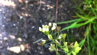 Shepherds Purse Capsella BursaPastoris  20120513 [upl. by Emmaline650]