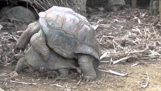 Schildkröte Paarung Mauritius 2012 Tierpark Afrika Landschildkröte Turtle [upl. by Riancho]