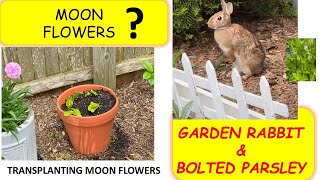 Growing Moon Flowers backyardgardening [upl. by Alberta]