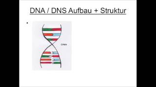 DNA  DNS Aufbau und Struktur [upl. by Celinda]