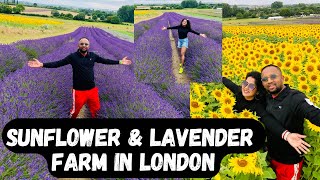 Sunflower amp Lavender Farm in London  Hitchin Lavender  Sunflower Field  Lavender Field  Vlog [upl. by Wilscam559]