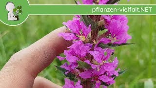 Gew Blutweiderich  Ganze Pflanze  030618 Lythrum salicaria  Essbare Wildpflanzen bestimmen [upl. by Kelwunn]