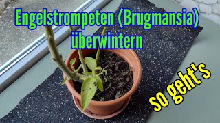 Engelstrompeten überwintern und schneiden Brugmansia im Winter überwintern nicht winterhart frosthar [upl. by Lumbye403]