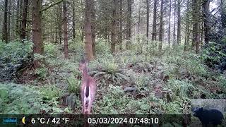 Deer Triggers Our Trail Camera [upl. by Prevot]