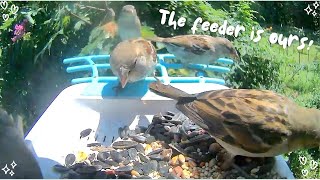 Grackles Blue Jays House finches and chickadee flock to the bird feeder [upl. by Bywaters54]