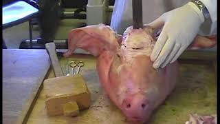 Pigs Head Dissection 2008 Narated [upl. by Owens619]