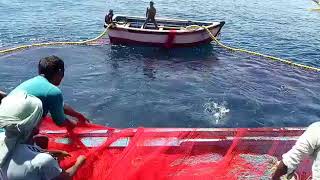 PURSE SEINE FISHING  FISHING AT RATNAGIRI  TRADITIONAL NET FISHING  penangkapan ikan  isda [upl. by Elram]