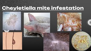 Cheyletiella mite infestation  مرض قشرة الرأس المتحركة [upl. by Ahsitneuq153]