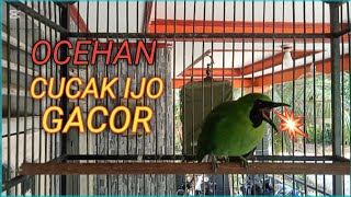 CUCAK IJO Di Jamin Ngamuk Dan Ikut GACOR Dengan Pancingan CUCAK IJO ini [upl. by Ennazor]