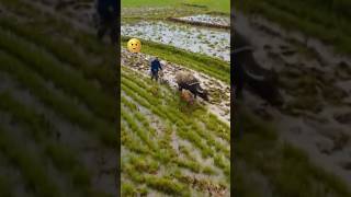 Farmers Lover 🔥🔥shortsviral viralshorts [upl. by Alisan482]