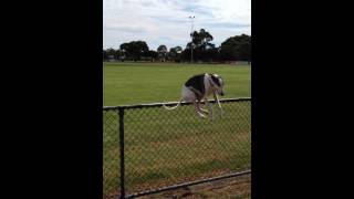 Whippet jumping fence [upl. by Weinrich975]