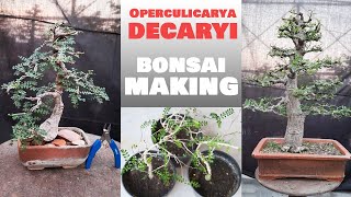 Growing the Elephant Tree Operculicarya decaryi  Bonsai ideas [upl. by Acinnor]