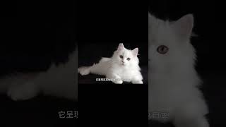 为什么白猫在猫群中容易被欺负 养宠进阶指南 白猫 三花猫 [upl. by Aisiram]