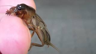 Molkrekel  Mole cricket  Gryllotalpa orientalis in Thailand [upl. by Macomber461]