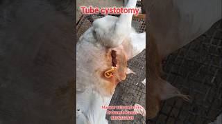 Tube cystotomy in calf  urolithiasis calculi rapture of urethra [upl. by Laurin]