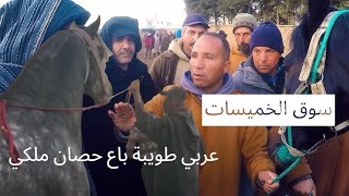 عربي طويبة باع حصان ملكي فسوق الخميسات اليوم اجواء حماسية حميد تيكتوك محيح كيفما العادة [upl. by Ethyl270]