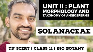 TN Class 11  Bio Botany  Solanaceae  Plant morphology and Taxonomy of Angiosperms [upl. by Alicea573]