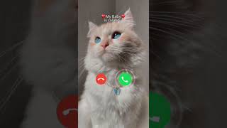 catcalling cat incomingcall status [upl. by Nylessoj683]