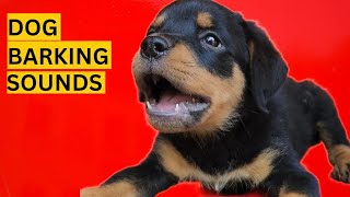 Dog Barking Compilation See How Your Dogs REACTS [upl. by Gitt]