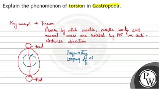 Explain the phenomenon of torsion in Gastropoda [upl. by Chip]