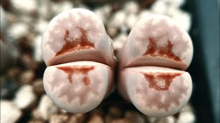 Lithops Cultivation Guide for Beginners Part 1 Growing Methods According to the Lithops Life Cycle [upl. by Cadal]