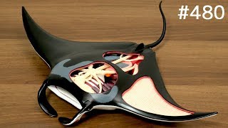 マンタの体の中を解剖パズルで学ぶ  MANTA RAY ANATOMY MODEL puzzle [upl. by Preciosa]