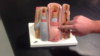 Artery amp Vein Layering Model [upl. by Ciredor]