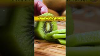 Kiwiকিউই ফল থেকে চারা উৎপাদন 🥝 Growing Kiwi Plant From Seed shots kiwi gardening seed [upl. by Enirtak]