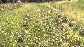 Cowpeas Red Ripper Purple Tip amp Mississippi Crowder [upl. by Elocim]