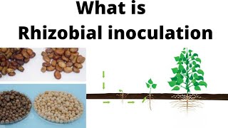 what is rhizobial inoculationrhizobia inoculation in hindi [upl. by Marielle714]