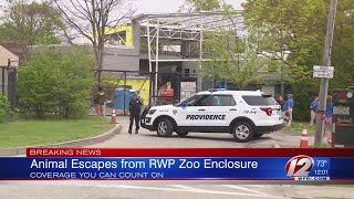 Escaped Takin Returned to Pen at Roger Williams Park Zoo [upl. by Ettevol]