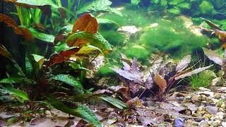 Xiphophorus Maculatus San Filipe Yucatan and Corydoras knaacki and Sewellia lineolata [upl. by Cookie]