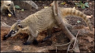 RingTailed Coati South American Nasua nasua [upl. by Sacul]