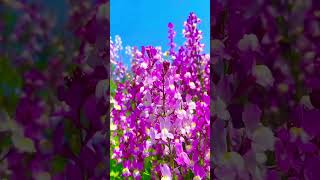 Purple Larkspur flowers youtubeshorts love song trending gardening nature whatsappstatus [upl. by Mundy]