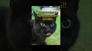 Manfaat kumis pada kucingfakta hewan animals [upl. by Purdum431]