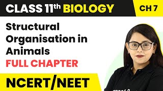 Structural Organisation in Animals  Full Chapter Explanation  Class 11 Biology Ch 7  NCERTNEET [upl. by Ludovico658]