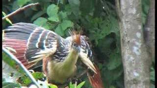 Hoatzin  Opisthocomus hoazin [upl. by Eibbed862]