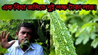 করলার আবাদে এক বিঘা জমিতে 2 লক্ষ টাকা লাভ। [upl. by Deeann]