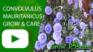 Convolvulus mauritanicus  Growing easy ground cover [upl. by Patnode]