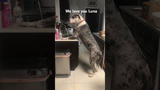 Luna drinking water off the sink Luna Great Dane gran Danes Dogs dogs love [upl. by Ora234]