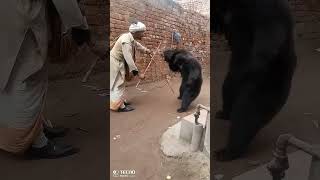 Bhalu wala aayatrending short viral video🐼🐼🦍🦍🐻🐻 [upl. by Gilbart]