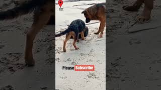 Bhotiya dog vs German shepherd😱 bhotiyadog garmanshepherd doglover reels shorts youtubeshorts [upl. by Jaynes939]