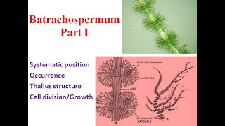 Batrachospermum Part I Thallus structure Cell division Growth [upl. by Ardnaik870]