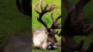 Reindeer Chewing Noise  Rangifer Tarandus [upl. by Swiercz676]