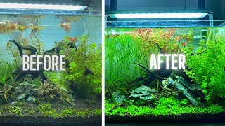 HOW TO HAVE AN ALGAE FREE AQUARIUM [upl. by Siednarb]