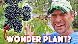 Health Benefits Of Elderberry AND How To Grow The BEST Elderberry Bushes [upl. by Ilrebmik]