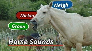 Horse sounds neigh groan nicker and more [upl. by Ilatfen]