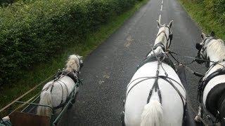 Carriage driving in company  training a pair of horses and a shetland [upl. by Ecnarrot]