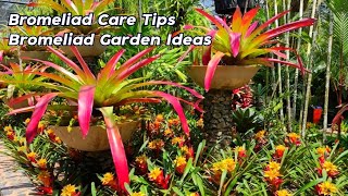 Amazing Beautiful Bromeliad Care Tips For Beginners l Bromeliads Garden Ideas [upl. by Brandy]