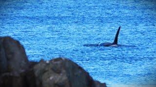 T049C Biggs Killer Whale aka Transient Orca Solo Northbound off the West Coast of Haro Strait BC [upl. by Noeht]